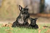 SCOTTISH TERRIER 039